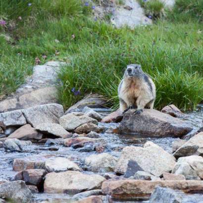 aratille marmotte lgaits parcs national des pyrénées près de votre camping occitanie