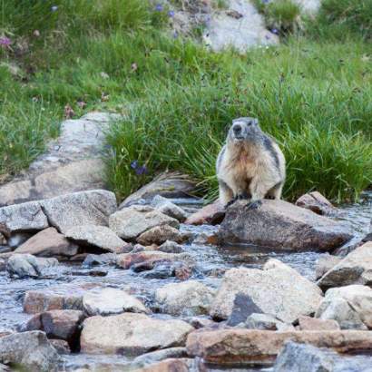 aratille marmotte lgaits parque nacional de los pirineos / camping participativo occitanie