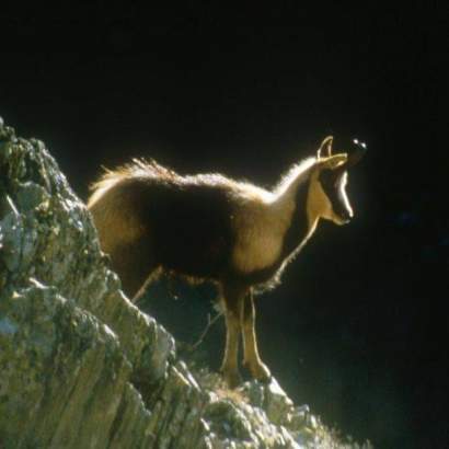 faune locale parcs national des pyrénées près de votre camping occitanie