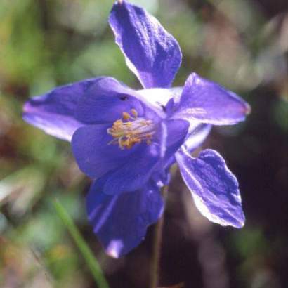 ancolie dupray parcs national des pyrénées près de votre camping occitanie