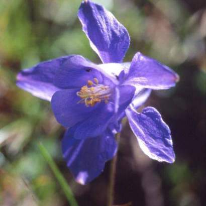 ancolie dupray pyrenees national park / participatory campsite occitanie