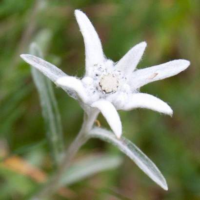 edelweiss laurent gaits pyrenees national park / participatory campsite occitanie