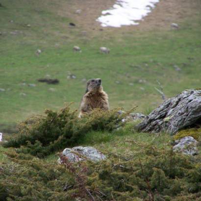 marmotte gavarnie pyrenees national park / participatory campsite occitanie